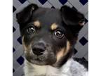 Adopt Perth a Blue Heeler / Mixed dog in Midland, TX (41540808)