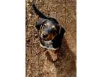 Adopt Spade a Tricolor (Tan/Brown & Black & White) Beagle / Corgi / Mixed dog in