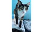 Adopt Penny a Calico or Dilute Calico Calico / Mixed (short coat) cat in Los