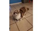 Adopt Jiji a Calico or Dilute Calico Calico / Mixed (medium coat) cat in Corpus