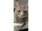 Adopt Milo a Gray or Blue Domestic Shorthair / Mixed (short coat) cat in