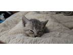 Adopt Lint a Gray or Blue American Shorthair / Mixed (medium coat) cat in San