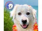 Adopt Magnolia a Great Pyrenees / Mixed dog in Portland, OR (41540758)
