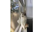 Adopt Clover a White (Mostly) Domestic Shorthair / Mixed (short coat) cat in
