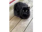 Adopt BELLA a All Black Domestic Shorthair / Mixed (medium coat) cat in Helena