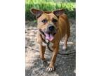 Adopt Edna a Tan/Yellow/Fawn - with White Pit Bull Terrier / Mixed dog in