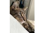 Adopt Arthur a Brown Tabby Tabby / Mixed (short coat) cat in Brooklyn