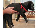 Adopt Andy 5-24 a Black Labrador Retriever / Mixed Breed (Medium) / Mixed (short