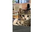 Adopt Pizza Bite a Brown Tabby Domestic Shorthair cat in Brooklyn, NY (41537634)
