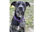 Adopt Squid a Black - with White Catahoula Leopard Dog / Mixed dog in East