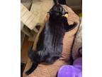Adopt Binx a All Black Domestic Longhair / Mixed (long coat) cat in Monrovia