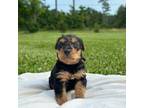 Airedale Terrier Puppy for sale in Smyrna, NC, USA