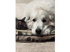 Adopt Juneau a White - with Gray or Silver Great Pyrenees / Mixed dog in Coon