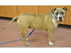 Adopt FIONA a Tan/Yellow/Fawn - with White American Staffordshire Terrier /