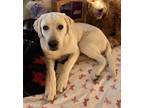 Adopt Coco a White Labrador Retriever / Mixed dog in Paoli, PA (41540428)