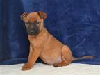Adopt BLAKE a German Shepherd Dog / Mixed dog in Oroville, CA (41540425)