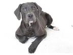 Adopt LUCILLE a White Pit Bull Terrier / Labrador Retriever / Mixed dog in