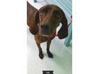 Adopt Dolly a Brindle Plott Hound / Mixed dog in Key Largo, FL (41540414)