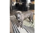 Adopt Bluey a Gray/Blue/Silver/Salt & Pepper American Staffordshire Terrier /
