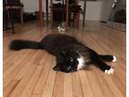 Adopt Quinn a Black & White or Tuxedo Domestic Longhair / Mixed (long coat) cat