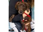 Adopt Duke a Brindle Plott Hound / Mixed dog in Key Largo, FL (41540447)