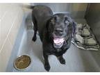 Adopt SAMANTHA a Black Labrador Retriever / Mixed dog in Tustin, CA (41534324)