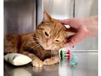 Adopt Doug *declawed* a Orange or Red Tabby Domestic Shorthair (short coat) cat