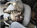 Adopt Marco a Brown Tabby Tabby / Mixed (short coat) cat in Twin Falls