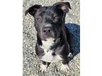 Adopt MISTY a Black Pit Bull Terrier / Mixed dog in Fairbanks, AK (41539514)