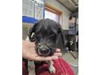 Adopt GUS a Black Labrador Retriever / Mixed dog in Fairbanks, AK (41539513)