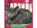 Adopt Zygote a Domestic Shorthair / Mixed (short coat) cat in Kingman