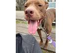 Adopt Sadie a American Pit Bull Terrier / Mixed dog in Rockford, IL (41540348)