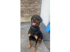Adopt Rocco a Rottweiler / Doberman Pinscher / Mixed dog in Rockford