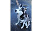 Adopt Chase a Siberian Husky / Mixed dog in Rockford, IL (41540346)