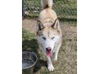 Adopt Kenai a White Husky / Mixed Breed (Medium) / Mixed (short coat) dog in