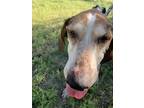 Adopt Ringo a Tricolor (Tan/Brown & Black & White) Treeing Walker Coonhound /