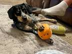 Adopt Jed a Merle Australian Cattle Dog / Beagle / Mixed dog in Tulsa
