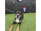 Adopt Mister a Mixed Breed (Medium) / Mixed dog in Rancho Santa Fe