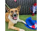 Adopt Thor a Mixed Breed (Medium) / Mixed dog in Rancho Santa Fe, CA (41540370)