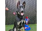 Adopt Pilot a Mixed Breed (Medium) / Mixed dog in Rancho Santa Fe, CA (41540369)