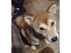Adopt Taro a Red/Golden/Orange/Chestnut - with White Shiba Inu / Mixed dog in