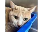 Adopt Tigger a Orange or Red Domestic Shorthair / Mixed (short coat) cat in
