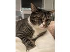 Adopt Buster a Gray, Blue or Silver Tabby Tabby / Mixed (medium coat) cat in