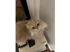 Adopt Creamy a Cream or Ivory Domestic Longhair / Mixed (long coat) cat in