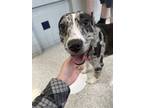 Adopt Holly a Australian Shepherd / Mixed dog in Des Moines, IA (41540279)