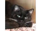 Adopt Magic a Domestic Shorthair / Mixed cat in Des Moines, IA (41492298)