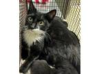 Adopt Fl 17-Miss Moo* a Domestic Shorthair / Mixed cat in Pomona, CA (41540276)
