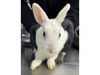 Adopt a New Zealand / Mixed rabbit in Pomona, CA (41540274)