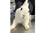 Adopt a New Zealand / Mixed rabbit in Pomona, CA (41540273)