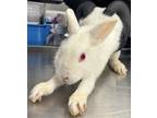 Adopt a New Zealand / Mixed rabbit in Pomona, CA (41540272)
